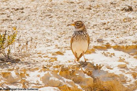 LARK-ALONDRAS(Alaudidae)