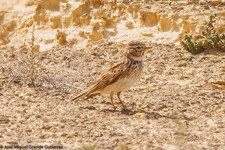 LARK-ALONDRAS(Alaudidae)