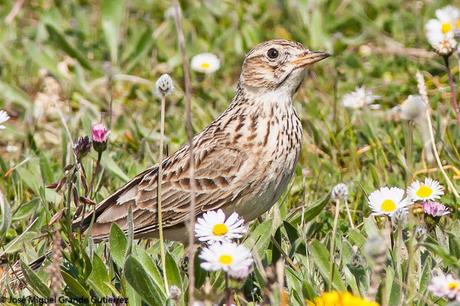 LARK-ALONDRAS(Alaudidae)