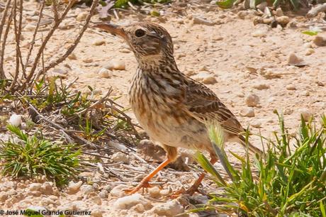 LARK-ALONDRAS(Alaudidae)