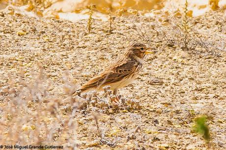 LARK-ALONDRAS(Alaudidae)