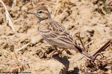 LARK-ALONDRAS(Alaudidae)