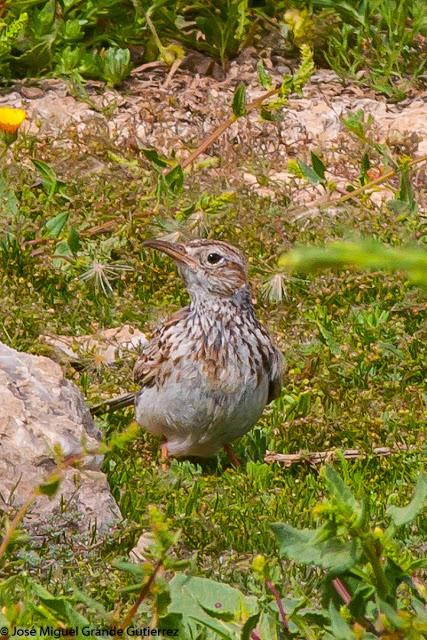 LARK-ALONDRAS(Alaudidae)