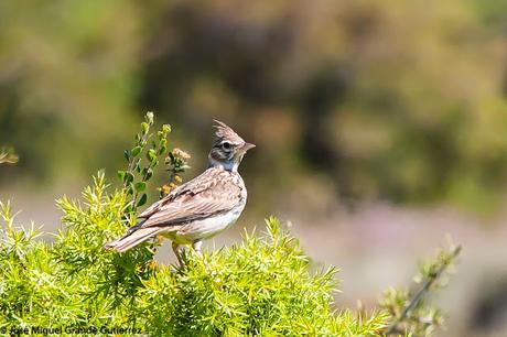 LARK-ALONDRAS(Alaudidae)