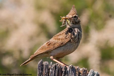 LARK-ALONDRAS(Alaudidae)