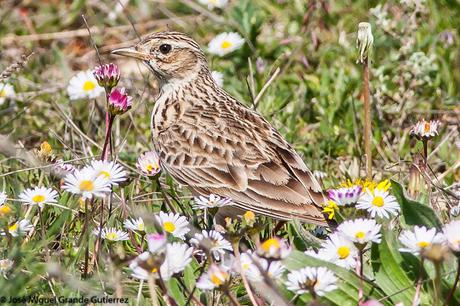 LARK-ALONDRAS(Alaudidae)