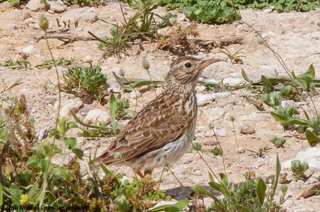 LARK-ALONDRAS(Alaudidae)