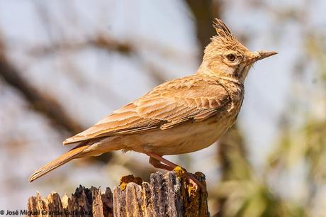 LARK-ALONDRAS(Alaudidae)