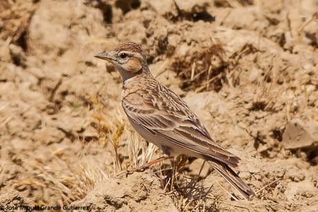 LARK-ALONDRAS(Alaudidae)