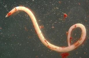 Anisakis