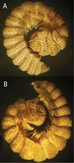 Nueve nuevas especies en cuevas de China