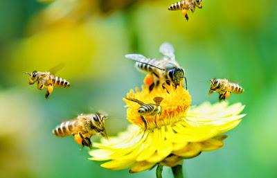 Polinizando Amarillos - Pollinating Yellow.