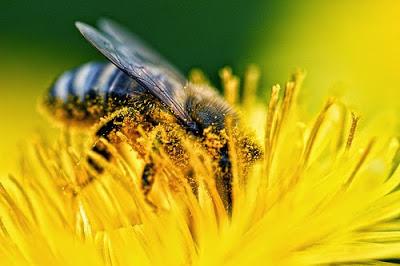 Polinizando Amarillos - Pollinating Yellow.