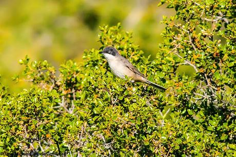 Curruca mirlona-Western orphean warbler-Sylvia hortensis