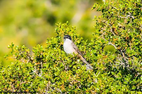 Curruca mirlona-Western orphean warbler-Sylvia hortensis