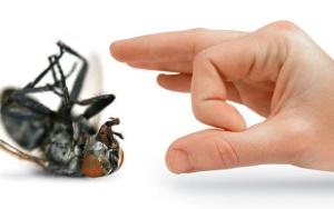 Trucos Caseros para Eliminar las Plagas en Tu Hogar