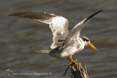 Atí (Large-billed Tern) Phaetusa simplex