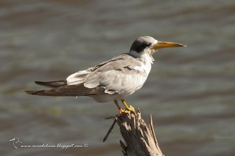 Atí (Large-billed Tern) Phaetusa simplex