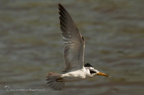 Atí (Large-billed Tern) Phaetusa simplex