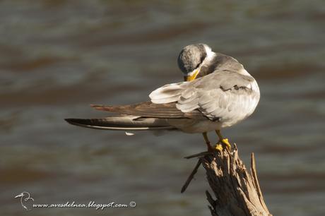 Atí (Large-billed Tern) Phaetusa simplex