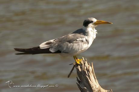 SMA_8413smaAtí (Large-billed Tern) Phaetusa simplexll