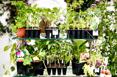 Tener un Huerto Urbano es muy fácil by #MiHuertoCompo