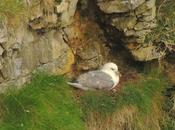 Thornwick caves (Flamborough Head)