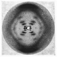 La madre en la sombra del ADN, Rosalind Franklin (1920-1958)