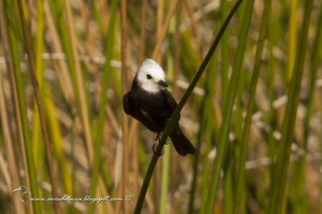 Lavandera (White-headed marsh-Tyrant) Arundinicola leucocephala