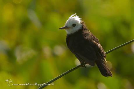 Lavandera (White-headed marsh-Tyrant) Arundinicola leucocephala