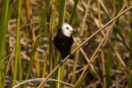 Lavandera (White-headed marsh-Tyrant) Arundinicola leucocephala