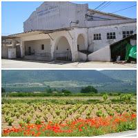 Bodega Cooperativa Divina Aurora y su 592