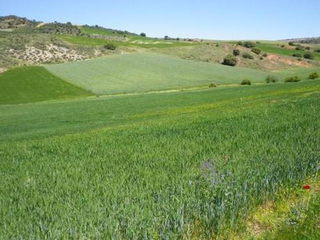 Olas verdes 150522 olaverde 2