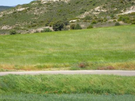 Olas verdes 150522 olaverde 1