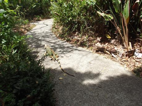 INBioparque: un buen punto para iniciar tu visita a Costa Rica INBioparque: un buen punto para iniciar tu visita a Costa Rica