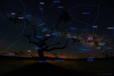 El árbol de la galaxia