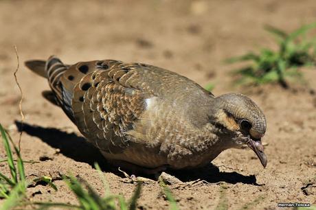 Volantón de torcaza