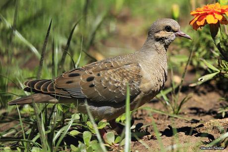 Volantón de torcaza