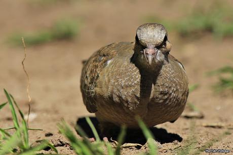 Volantón de torcaza
