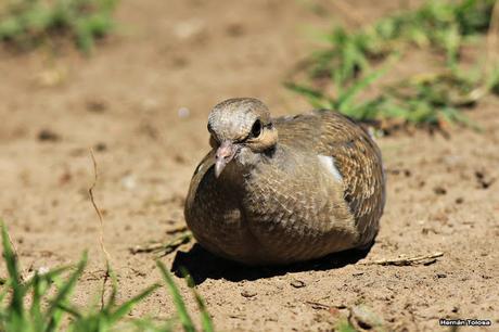 Volantón de torcaza