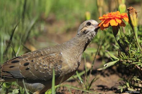 Volantón de torcaza