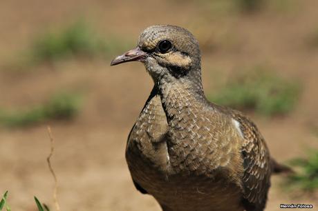 Volantón de torcaza