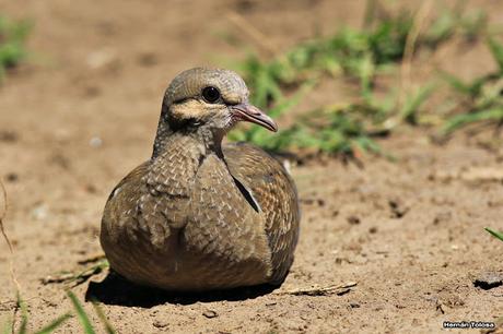 Volantón de torcaza