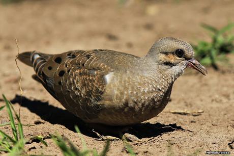 Volantón de torcaza