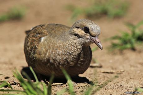 Volantón de torcaza