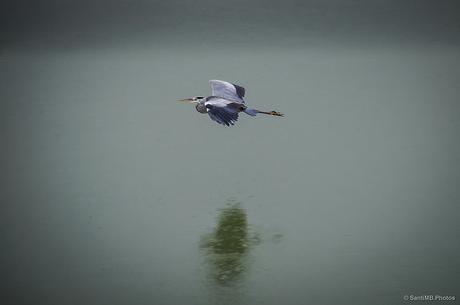 Vuelo rasante