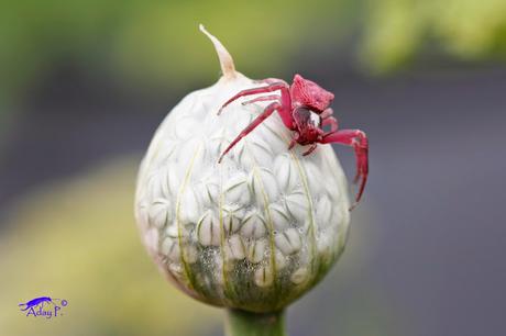 Araña Cangrejo Rosa