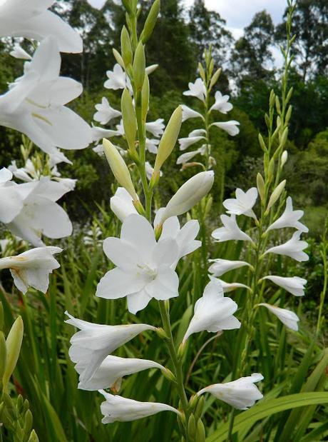 El jardín de La Saleta en Primavera, del 1 al 31 de mayo de 2015. Saleta's Garden in spring, May 1-31, 2015.