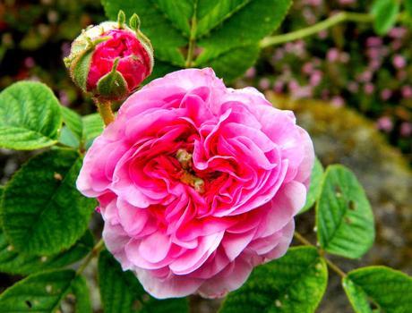 El jardín de La Saleta en Primavera, del 1 al 31 de mayo de 2015. Saleta's Garden in spring, May 1-31, 2015.