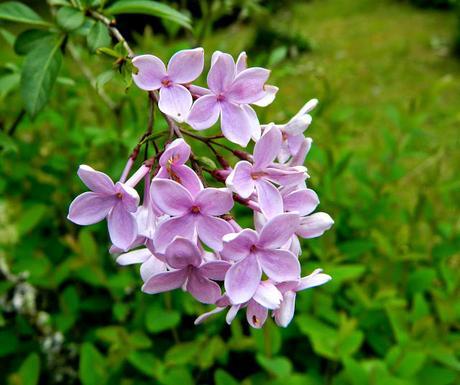 El jardín de La Saleta en Primavera, del 1 al 31 de mayo de 2015. Saleta's Garden in spring, May 1-31, 2015.